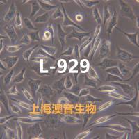 L-929【 L-929; L 929; L929; L929(NCTC);NCTC 929; NCTC-929; NCTC929; L cell; L cells; L-cell; L-cells; L cell line; L; Strain L-929; Clone 929; Earles's cells; Earle's L cells】小鼠成纤维细胞