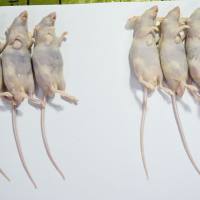 小鼠脑损伤模型构建