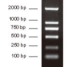 2000 bp DNA Ladder