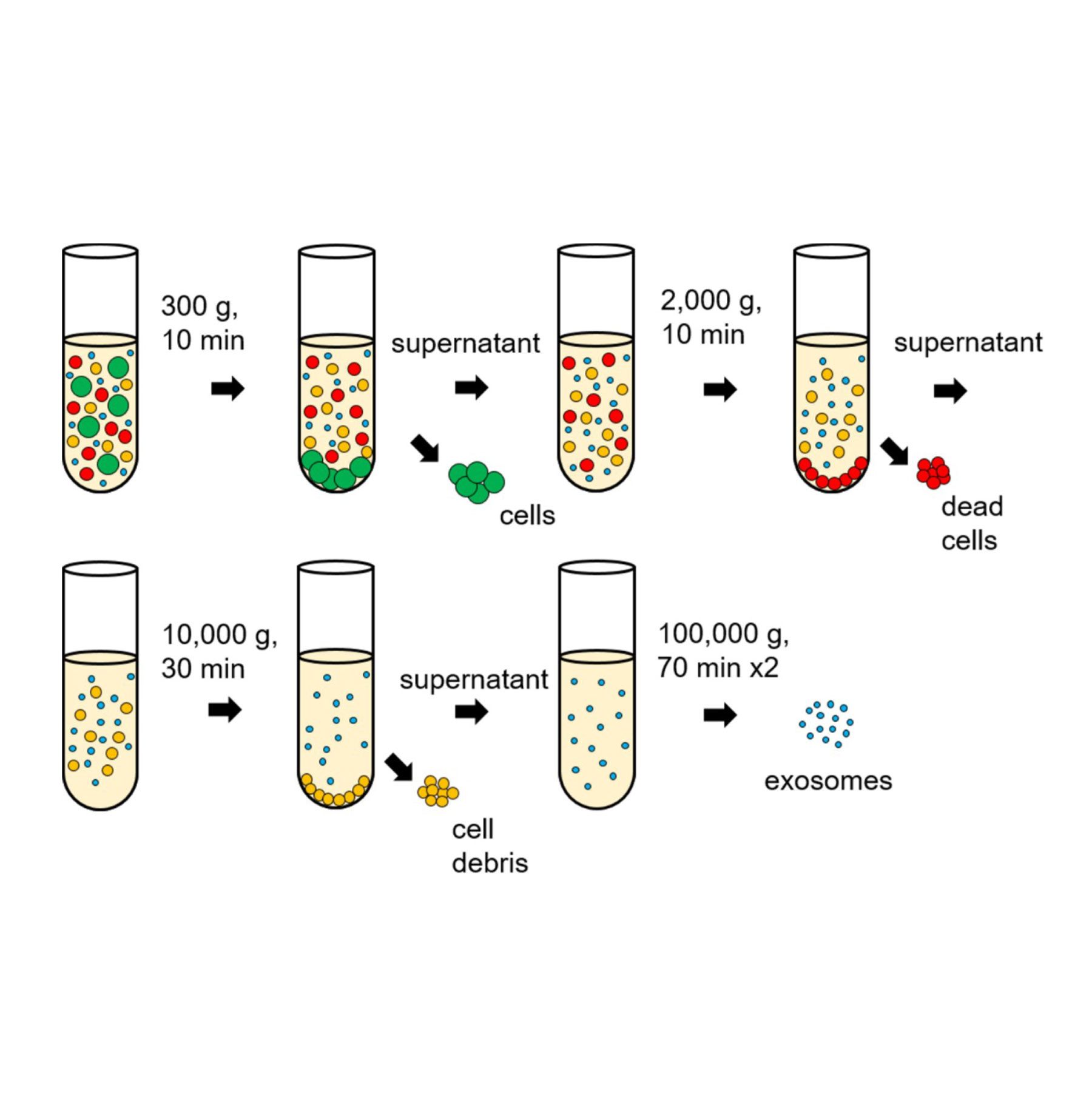 外泌体提取服务