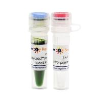 一步法鼠基因型鉴定试剂盒