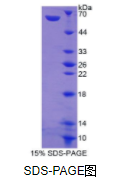 双调蛋白(AREG)重组蛋白