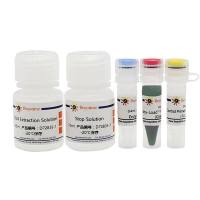 鼠尾基因型快速鉴定试剂盒