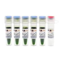 一步法鼠基因型鉴定试剂盒