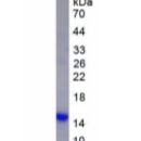 Epigen蛋白(EPG)重组蛋白