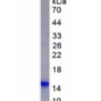 Epigen蛋白(EPG)重组蛋白