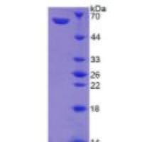 双调蛋白(AREG)重组蛋白