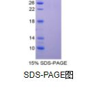 趋化因子C-C-基元配体3样蛋白1(CCL3L1)重组蛋白
