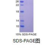 趋化因子C-C-基元配体3样蛋白1(CCL3L1)重组蛋白