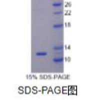 嗜酸粒细胞趋化因子(ECF)重组蛋白