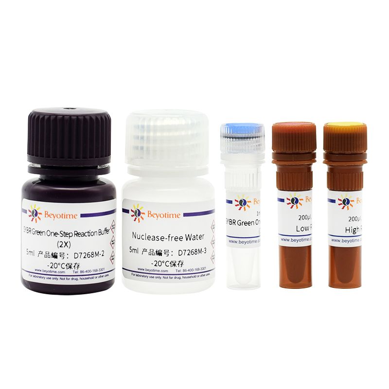 BeyoFast™ SYBR Green One-Step qRT-PCR Kit