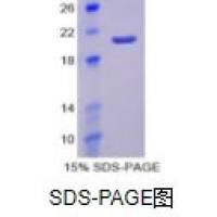 红细胞生成素(EPO)重组蛋白