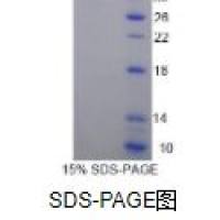 内分泌腺来源血管内皮生长因子(EG-VEGF)重组蛋白