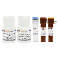 BeyoFast™ Probe One-Step qRT-PCR Kit