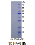 睫状神经营养因子(CNTF)重组蛋白