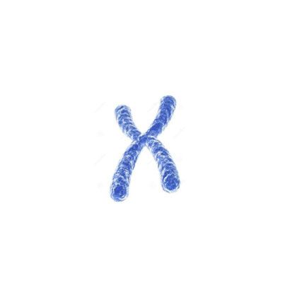 细胞染色体核型分析（Karyotype Analysis）