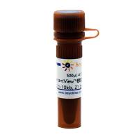 InstantView™绿色荧光DNA Ladder(0.1-10kb, 21 bands