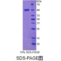 成纤维细胞生长因子4(FGF4)重组蛋白（牛）