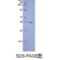 成纤维细胞生长因子9(FGF9)重组蛋白(人)
