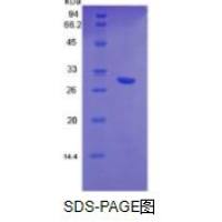 肝细胞生长因子(HGF)重组蛋白（人）
