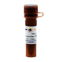 InstantView™绿色荧光DNA Ladder(0.1-10kb, 21 bands, 溴酚蓝)