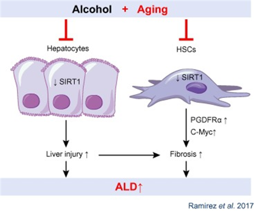 专家讲坛 | 威斯腾生物联合中国抗癌协会肿瘤代谢专委会网络学术沙龙系列讲座第三十七讲