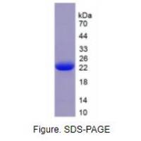 成纤维细胞生长因子4(FGF4)重组蛋白(人)