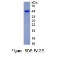 成纤维细胞生长因子4(FGF4)重组蛋白（大鼠）