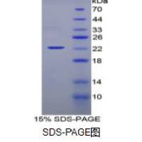 干扰素α(IFNa)重组蛋白(大鼠)