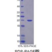 FMS样酪氨酸激酶3配体(Flt3L)重组蛋白(小鼠)