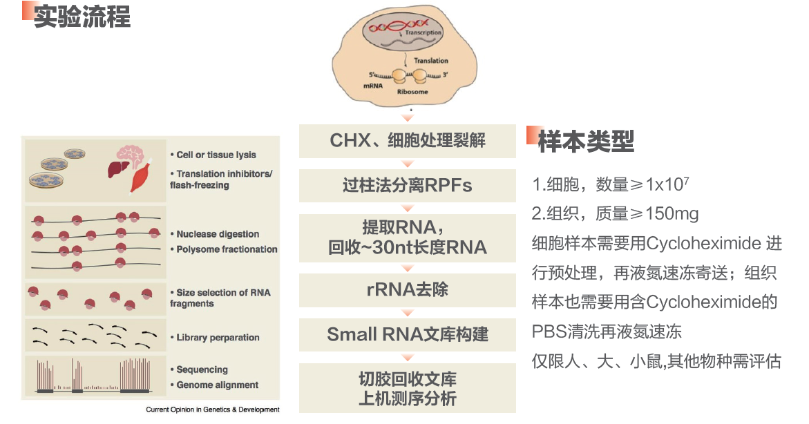 Ribo-seq（翻译组测序，包含RNA-seq）限时特价