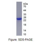 粒细胞集落刺激因子(GCSF)重组蛋白（大鼠）