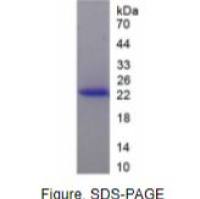 成纤维细胞生长因子4(FGF4)重组蛋白（小鼠）