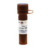 InstantView™绿色荧光DNA Ladder(0.2-12kb, 12 bands