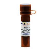 InstantView™红色荧光DNA Ladder(0.1-10kb, 21 bands