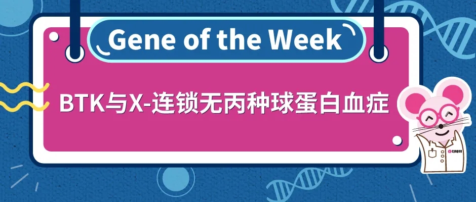 BTK基因敲除小鼠与X-连锁无丙种球蛋白血症