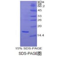 胶质细胞系来源神经营养因子(GDNF)重组蛋白（人）
