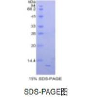 趋化因子 (C-X-C基序)配体1(CXCL1)重组蛋白(小鼠)