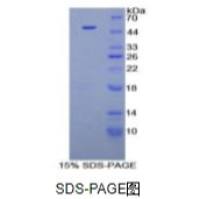 成纤维细胞生长因子6(FGF6)重组蛋白(人)