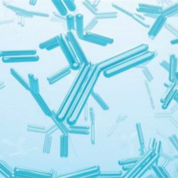 Cytokeratin 10(ABT-CK10)mouse Monoclonal Antibody | Cytokeratin 10(ABT-CK10)Antibody | Cytokeratin 10(ABT-CK10)抗體