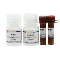 Caspase 1 活性检测试剂盒