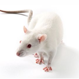 NVSG 高度免疫缺陷小鼠