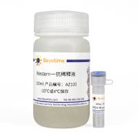 GAPDH Mouse Monoclonal Antibody