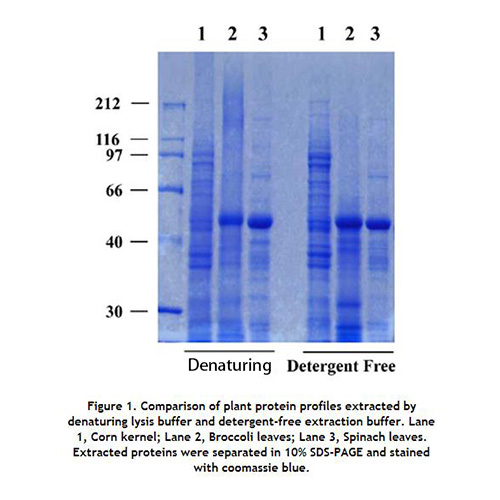 SN-010 Minute™ 无表面活性剂的总蛋白提取试剂盒