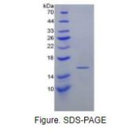 干扰素γ(IFNg)重组蛋白（小鼠）