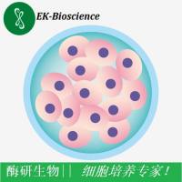 hEM15A 细胞、hEM15A人子宫内膜异位症患者在位内膜间质细胞永生化细胞