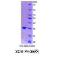 干扰素γ(IFNg)重组蛋白（牛）