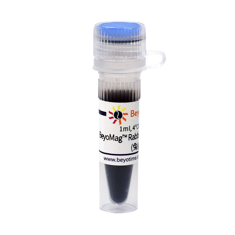 BeyoMag™ Rabbit IgG Magnetic Beads (兔IgG磁珠)