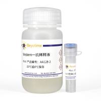 Actin抗体(小鼠单抗)