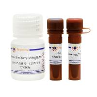 活细胞Caspase-3活性与Annexin V细胞凋亡检测试剂盒